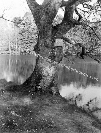 LAKE SIDE OAK TREE